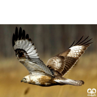 گونه سارگپه کوهی Upland Buzzard